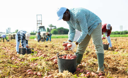 Skilled male farmer harvesting potato on fieldの写真素材