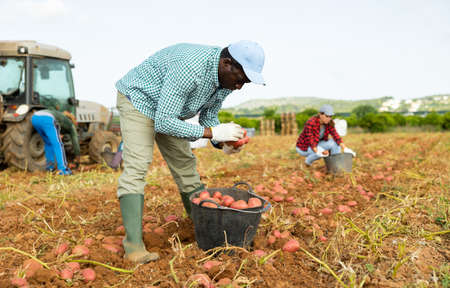 Farmer harvesting ripe potatoes on vegetable fieldの写真素材