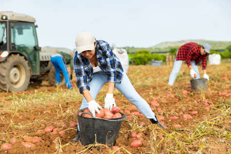 Positive woman farmer harvesting potatoes on fieldの写真素材