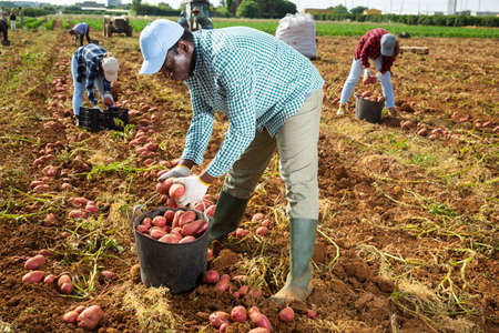 Male gardener working in vegetable garden, harvesting potatoes on farm plantationの写真素材
