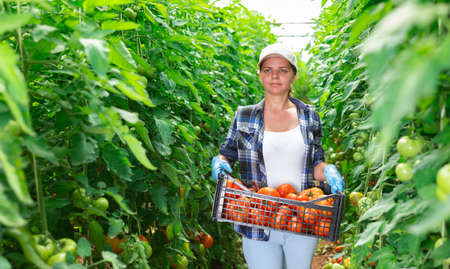 Woman gardener carrying crate of tomatoesの写真素材
