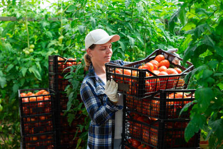 Woman farmer compiling boxes with ripe tomatoes in a greenhouseの写真素材