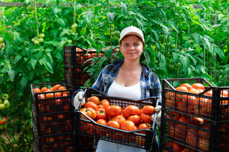 Woman farmer with tomato harvest in greenhouse