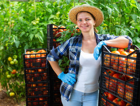 Smiling woman gardener with ripe tomatoes on plantationの写真素材