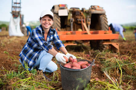 Gardener filling bucket with fresh potatoes, working on fieldの写真素材