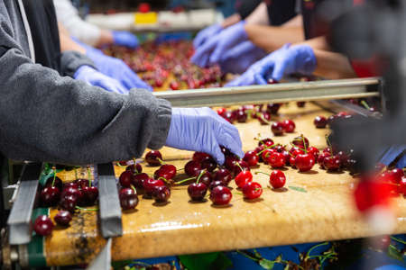 Sorting washed ripe cherresの写真素材