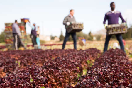 Male farmers harvest lettuce on the field, blurred backgroundの写真素材