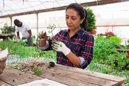 Woman working in a greenhouse - pruning tomato sproutsの写真素材