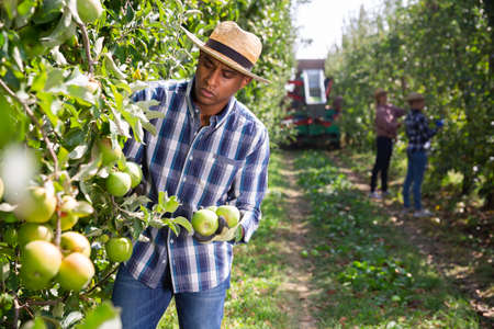 Positive latino farmer harvesting ripe apples in gardenの写真素材
