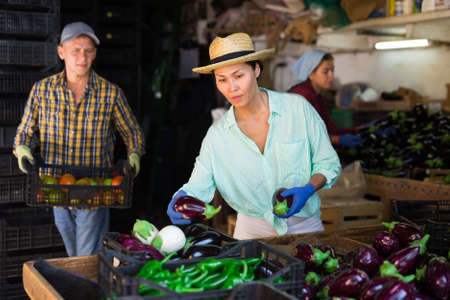 Asian woman farmer sorts the collected eggplants in the warehouse, putting them in a crateの写真素材