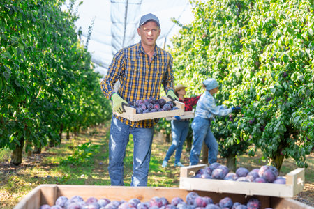 Farmer stacking crates with plums during harvest in gardenの写真素材