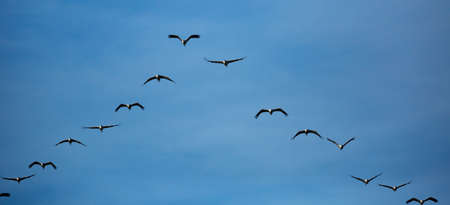 Flock of cranes flyingの写真素材