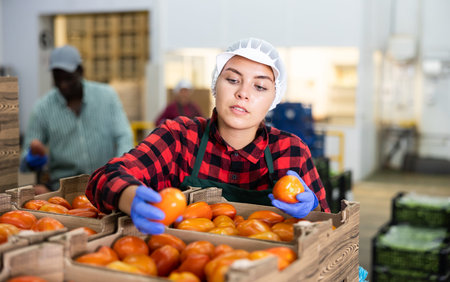 Woman worker checks and sorts ripe tomatoes in warehouse