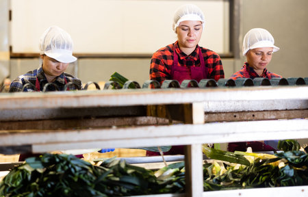 Women working in vegetable processing factory, controlling process of peeling and washing of ripe...