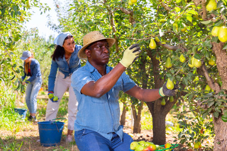 Canadian farmer havesting ripe pears in summer orchardの写真素材