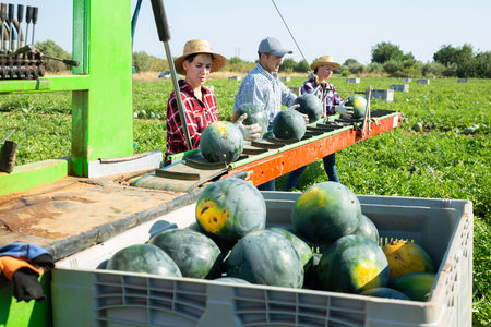 Group of farm workers picking watermelons, working on harvesting platform on fieldの写真素材