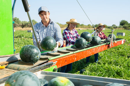 Team of professional farmers working on modern harvesting platform on field, picking watermelonsの写真素材
