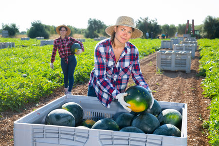 Woman harvesting watermelons on fruit farmの写真素材