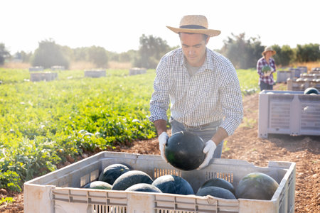 Man harvesting watermelons on fruit farmの写真素材