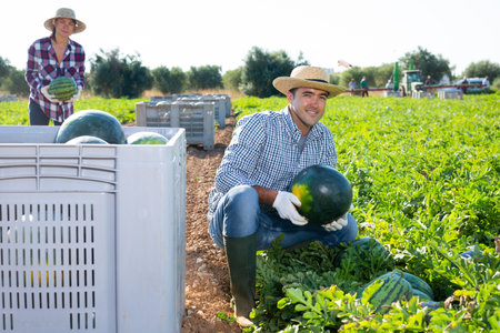 Satisfied skilled farmer working on family farm field, harvesting watermelon in summerの写真素材