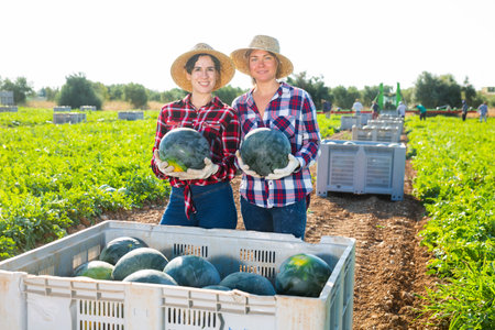 Farm workers putting harvested watermelons in container