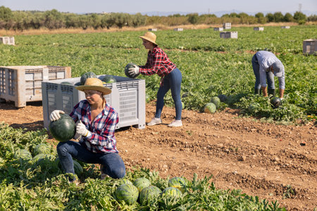 Satisfied woman farmer with watermelon in her hands on farmer fieldの写真素材