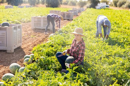Female farmer harvesting watermelons on fruit plantation