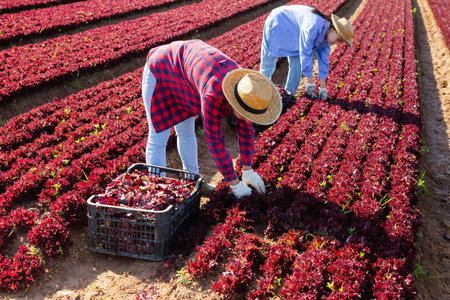 Two female plantation workers picking fresh lettuce