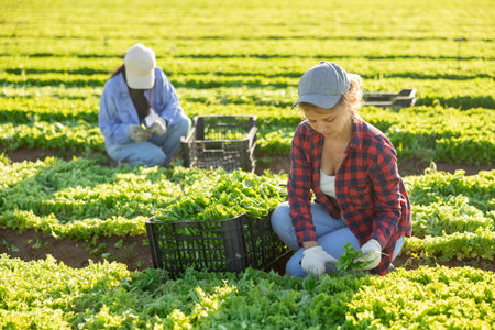 Female gardener harvesting lettuce on fieldの写真素材