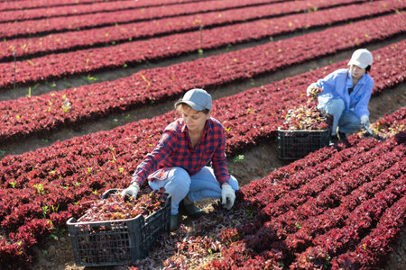 Female gardener harvesting red lettuce on fieldの写真素材