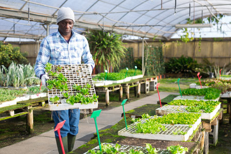 Farmer holding trays for seedling with lettuceの写真素材