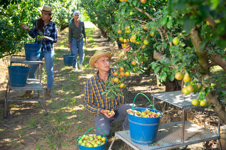 Man farmer picking ripe pears in gardenの写真素材