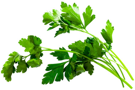 Sprig of raw green parsley over white backgroundの写真素材
