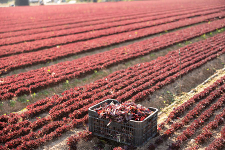 Fresh red lettuce on plantation during harvest