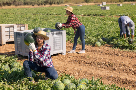 Woman plantation worker picking ripe watermelon on field