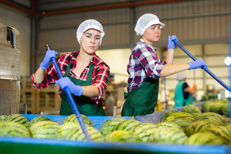 Women hardworking in agricultural facility, sorting watermelonsの写真素材