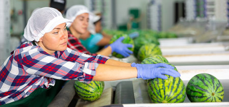 Portrait of woman in uniform who sorts watermelons intently on conveyor lineの写真素材