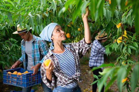 Positive woman harvesting ripe peaches in his orchard on dayの写真素材