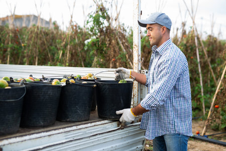 Man loading bucket full of tomatoes on truck