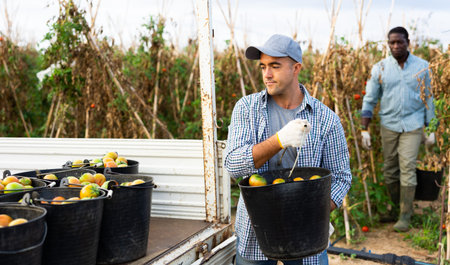 Farm worker loading buckets of harvested tomatoes into truck