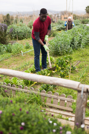 Worker spuds plants in a garden
