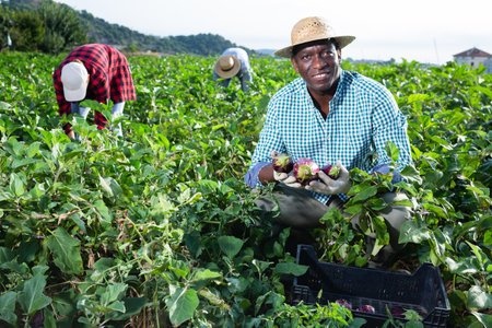 African american man harvesting ripe eggplant in farmer fieldの写真素材