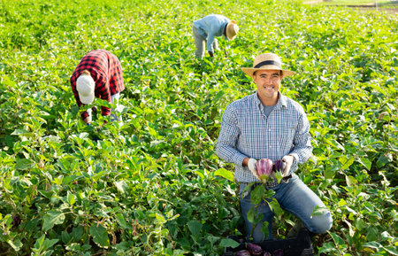 Hired worker harvesting ripe eggplant in farmer fieldの写真素材