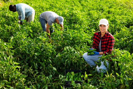 Cheerful girl farmer showing harvest of peppers on farm field