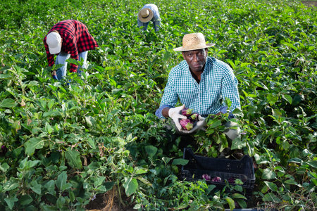 African american man harvesting ripe eggplant in farmer field