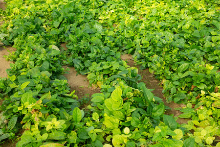 Plantation of fresh spinach in orangery