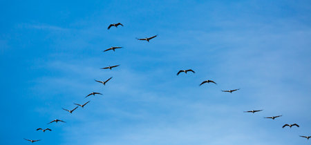 Flight of migrating cranes in cloud skyの写真素材
