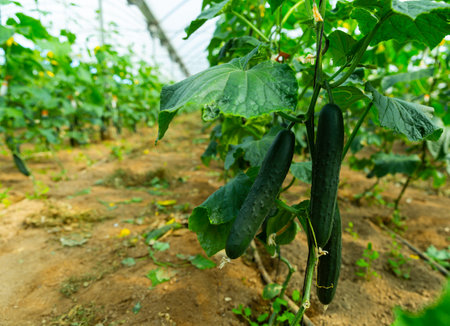 Cucumbers ripening in greenhouseの写真素材