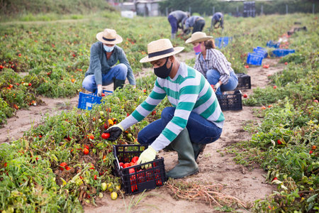 Farmers in masks picking tomatoes after storm