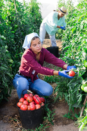 Young female farm worker harvesting pink tomatoes on vegetable plantation